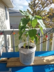 Sunflower, transplanted