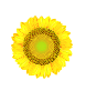 sunflower giganteus graphic